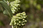 Green comet milkweed